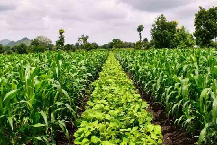 Nestlé announces Europe and MENA climate priorities
