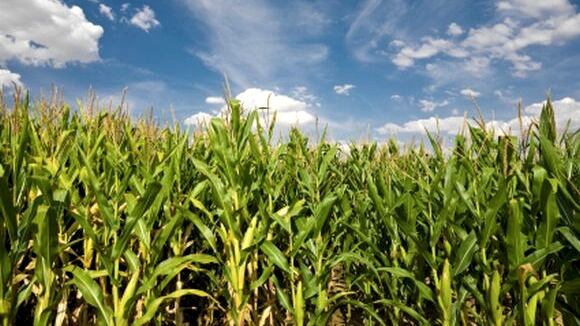 Corn.jpg