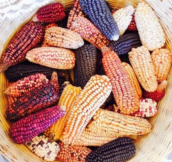'Preserving the flavor of the land': Maza Real on growing ancestral criollo corn