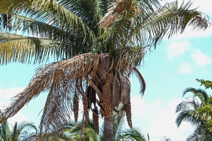Babassu-oil-can-rival-coconut-for-taste-nutrition-and-functionality.jpg