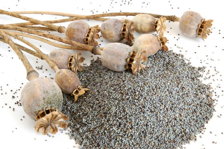 Poppy-seed-and-poppy-eAlisa.jpg