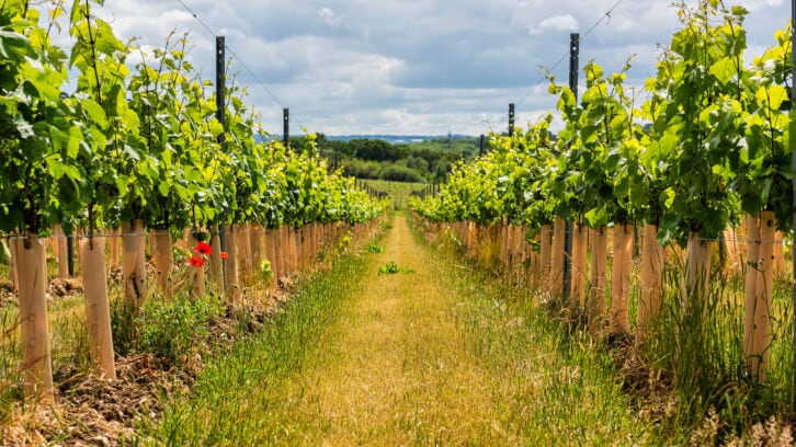 UK government sets out to revamp wine regulations