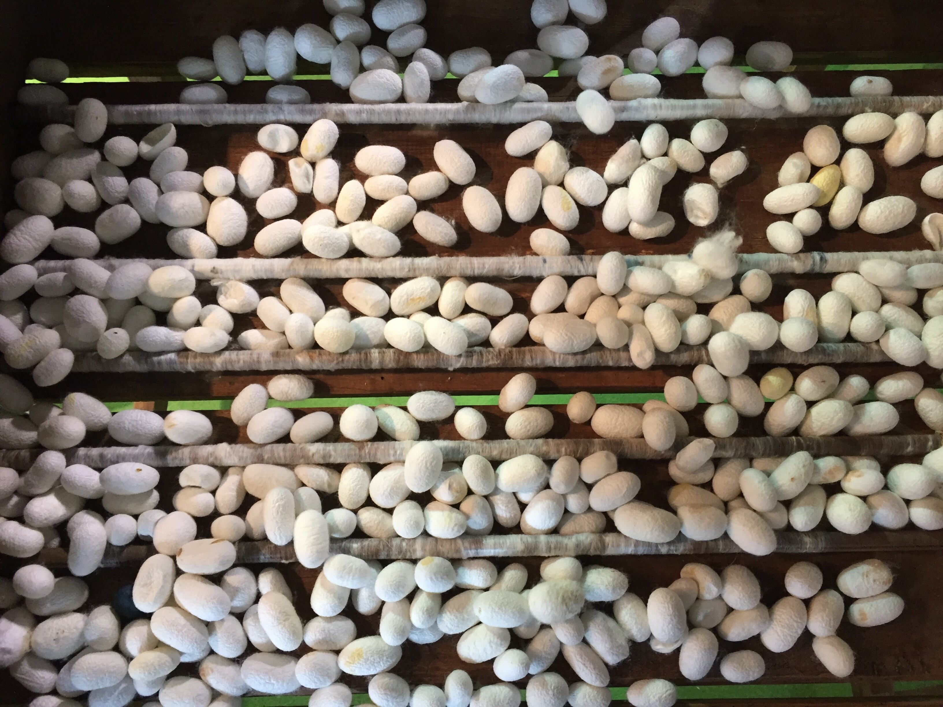 Silkworm-2.jpg