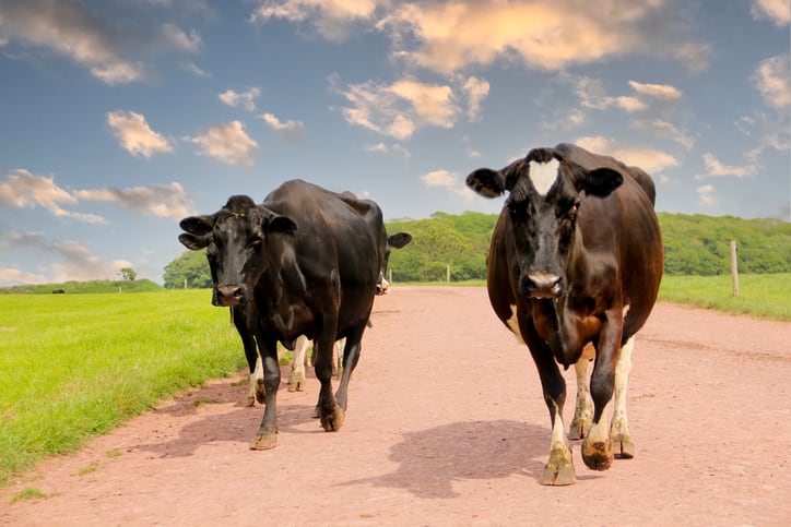 Data key for animal protein’s Net Zero journey