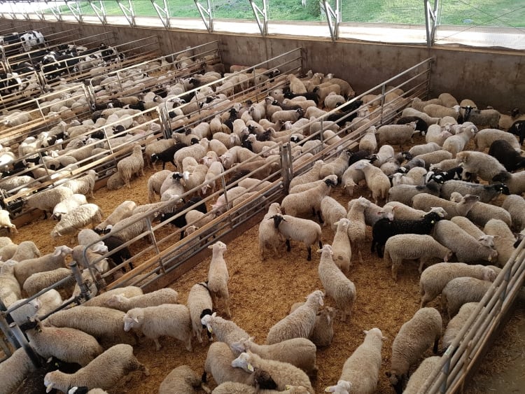 Abattoir-receives-government-funding.jpg