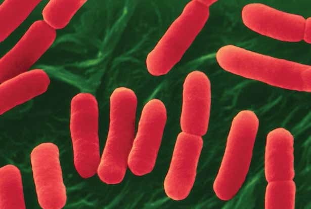 Neogen-E.coli-world-health-day.jpg