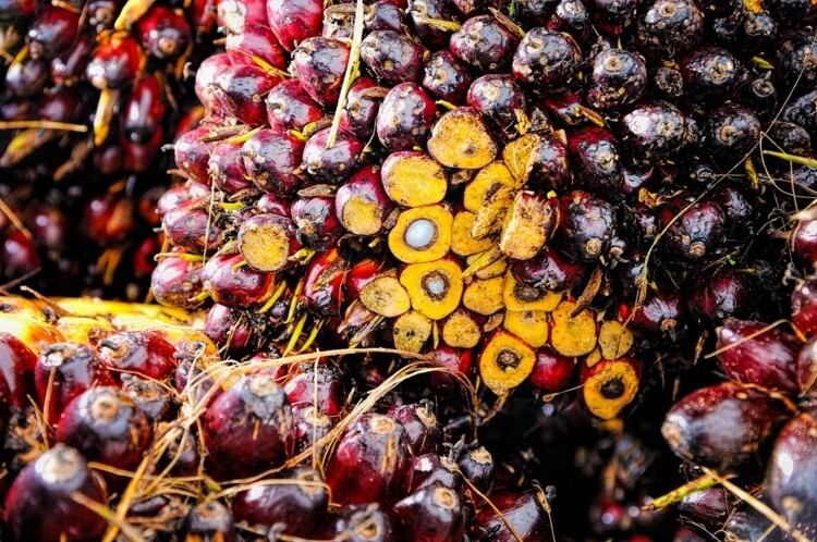 German confectionery industry welcomes government support for sustainable palm oil