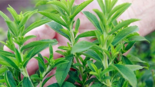 Smart meets sweet: biotech advancements in sugar reduction and replacement solutions