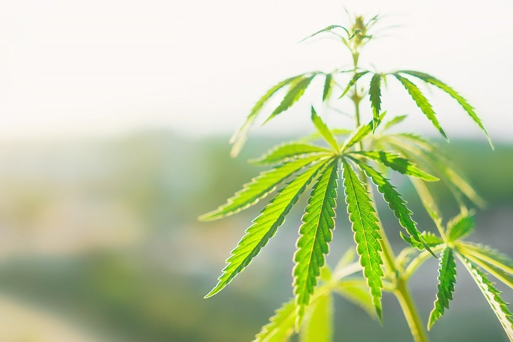 The-FDA-issues-a-stern-warning-on-CBD-but-does-it-signal-a-change-in-approach.jpg