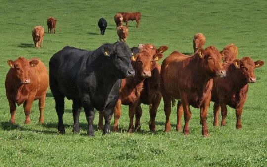 Embracing 'marginal gains' to shift the narrative on beef's environmental impact 