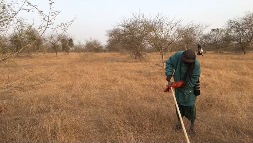 Acacia gum is sourced from trees via a process known as "tapping".