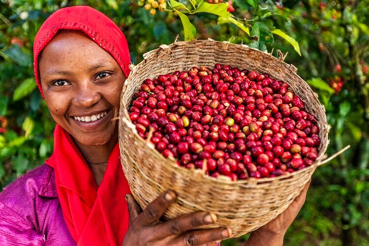 Upcycling coffee cherries for food: 'Every major chocolate company is looking at this'