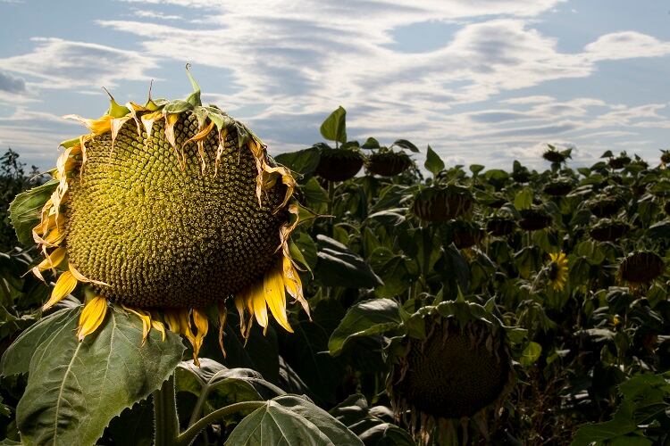 From palm oil to GMO feed: How is Europe’s sunflower shortage changing up food production?