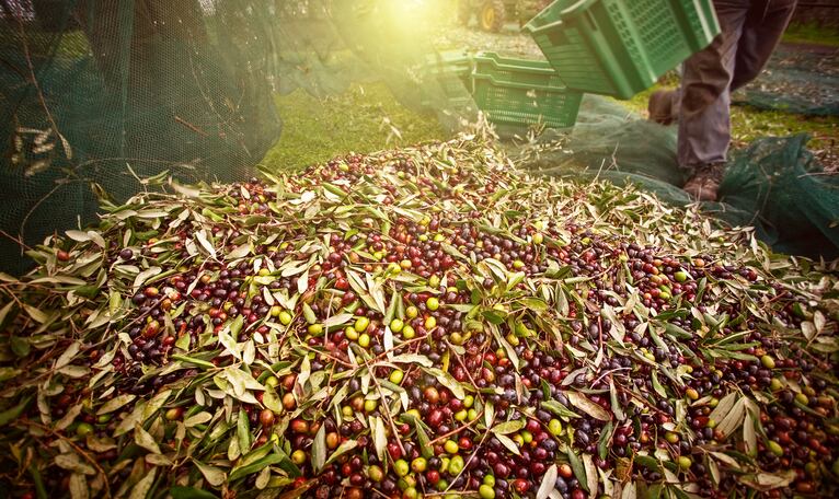 Olive oil crisis: could GM crops pose a solution?