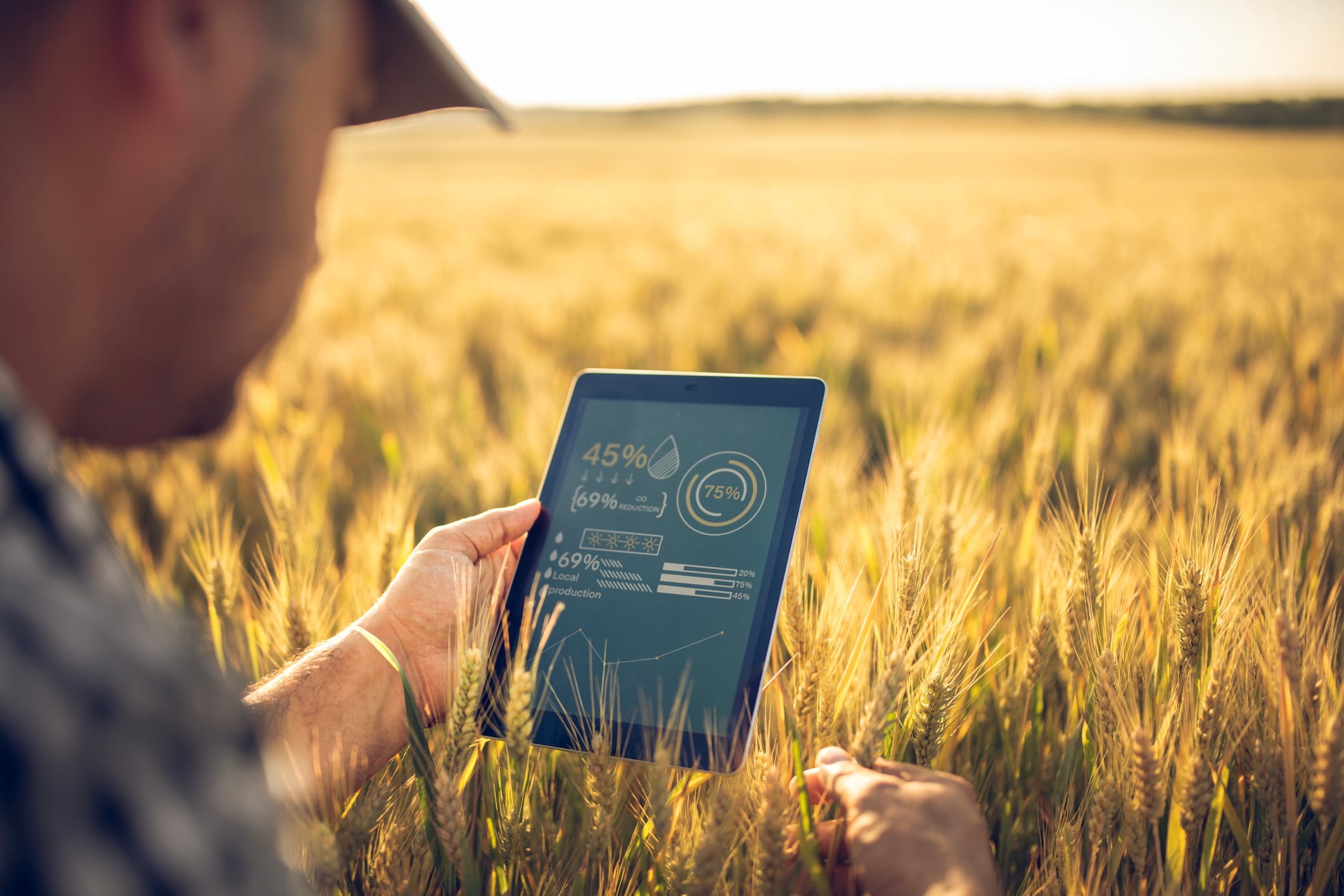 Mid adult unrecognisable farmer is using digital tablet with app for quality control and growth condition on wheat agriculture fields.