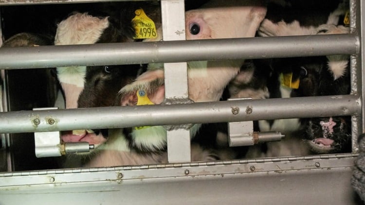 RSPCA calls for revised UK legal transport time for live exports