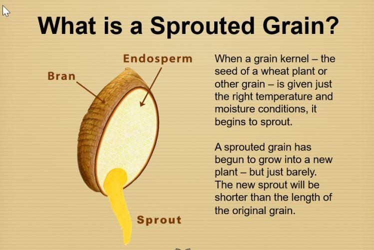 Sprouted-grains-Are-we-any-closer-to-a-workable-definition.jpg