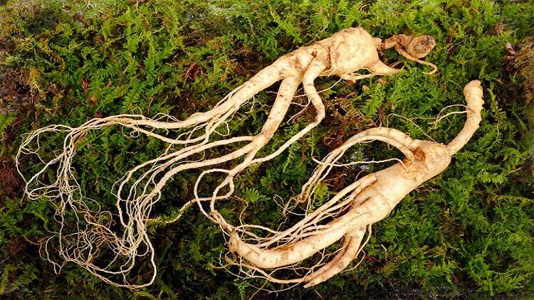 South Korea to re-evaluate 12 functional raw materials, including ginseng
