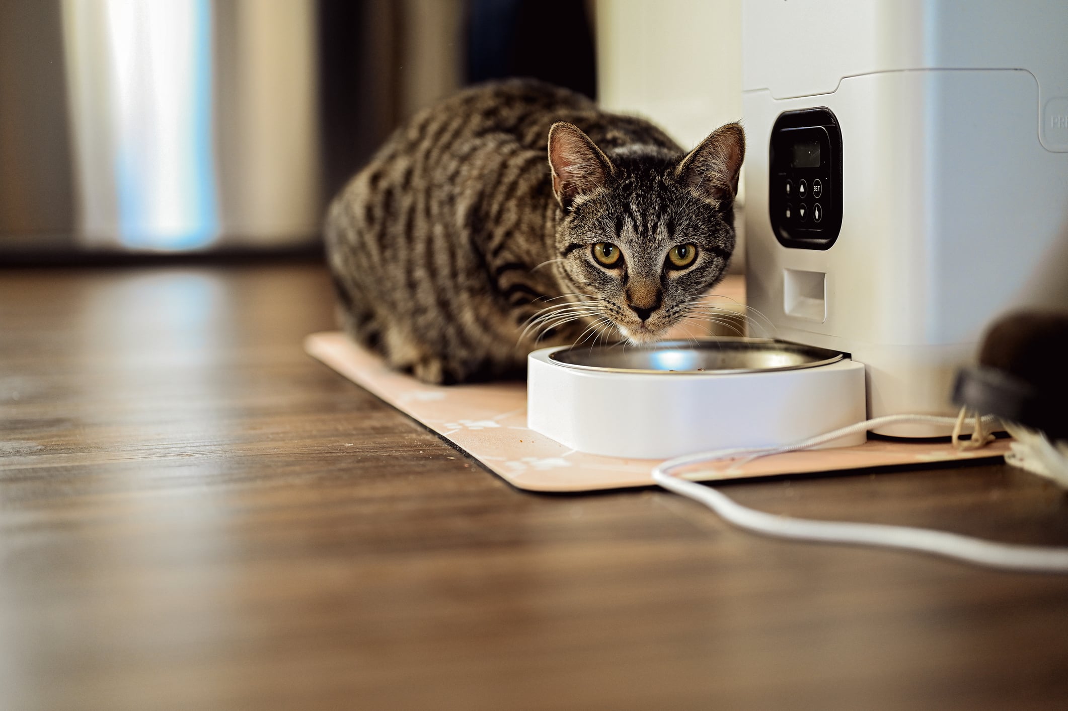 Domestic cat eating food from a smart automatic feeder on the floor