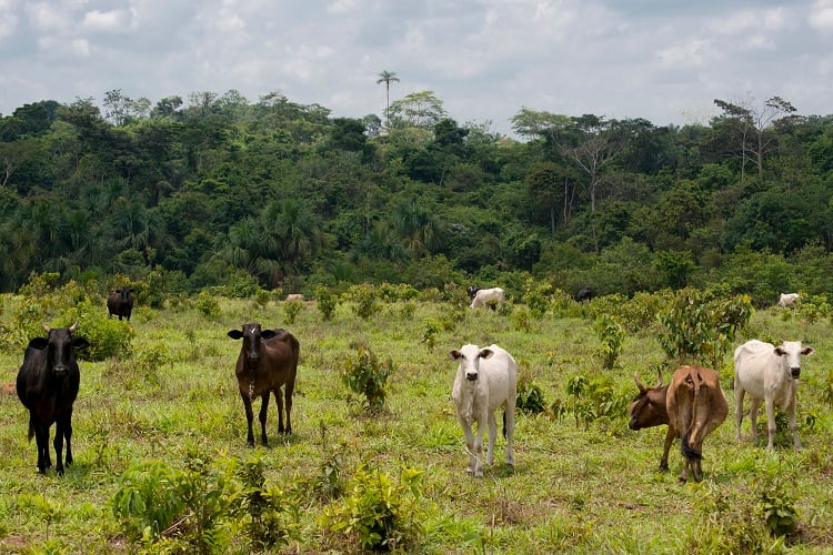 cattle.jpg