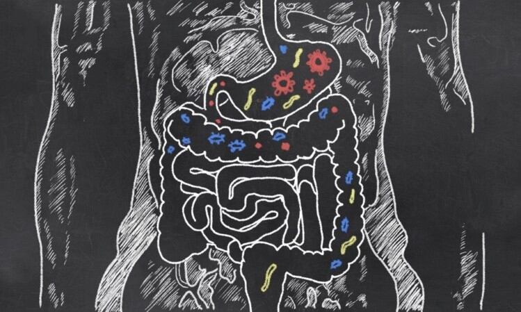 New understanding: Fibre polymers change gut environment by aggregation, mouse study suggests