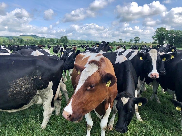 ‘It's almost like the grass was jumping out at you’: The benefits of grass-fed dairy