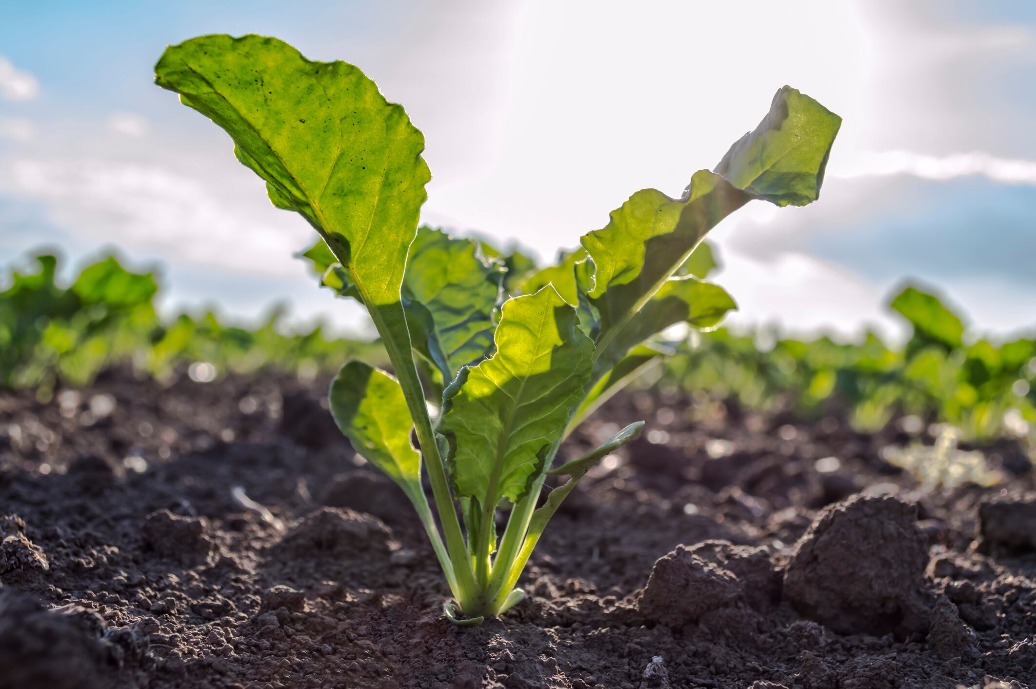Tereos unveils ‘first-ever’ French organic beet sugar   