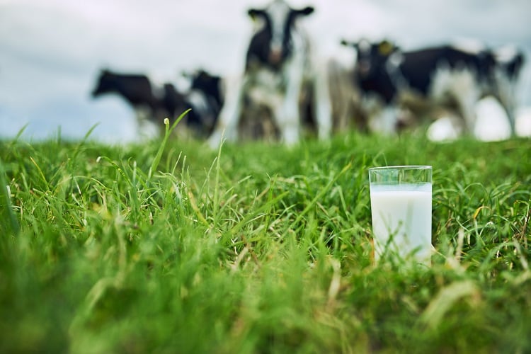 Inside Danone’s methane strategy: ‘This is the most immediate opportunity we have to slow global warming’