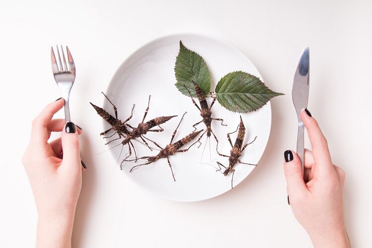 Balancing safety and innovation to drive insect protein market: ‘Have you read of anyone dying from insects?’