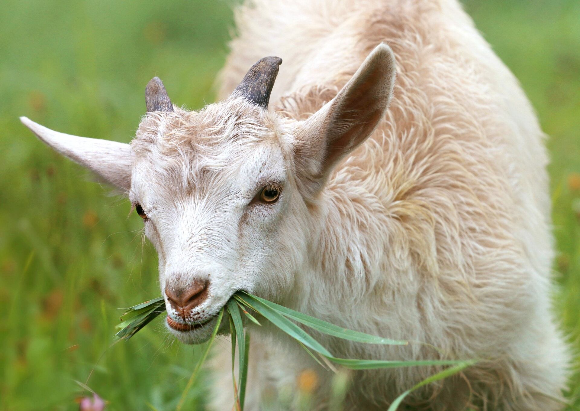 Getting-the-goat-Australia-struggling-to-meet-soaring-demand-for-goat-meat.jpg