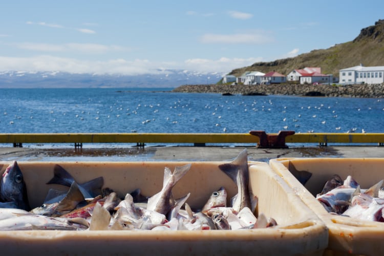 GettyImages-Subtik-Iceland-fishery-fish-coastal.png