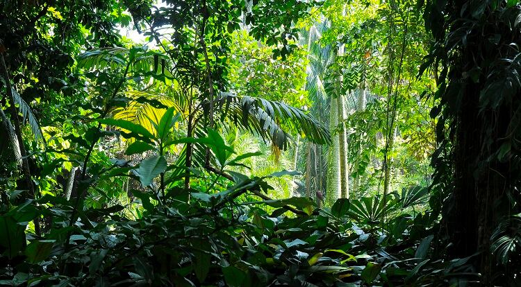 forest-indonesia-Leonsbox.jpg