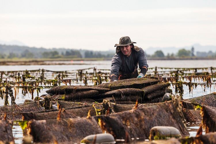 oyster-farming-at-low-tide-Sawaya-Photography.jpg