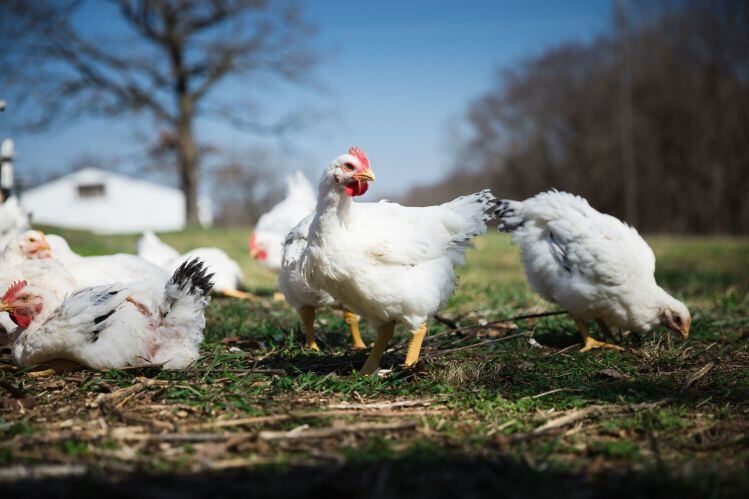 Blue Apron founder launches Cooks Venture: ‘We started by fixing the biggest problem in the food system: chicken’