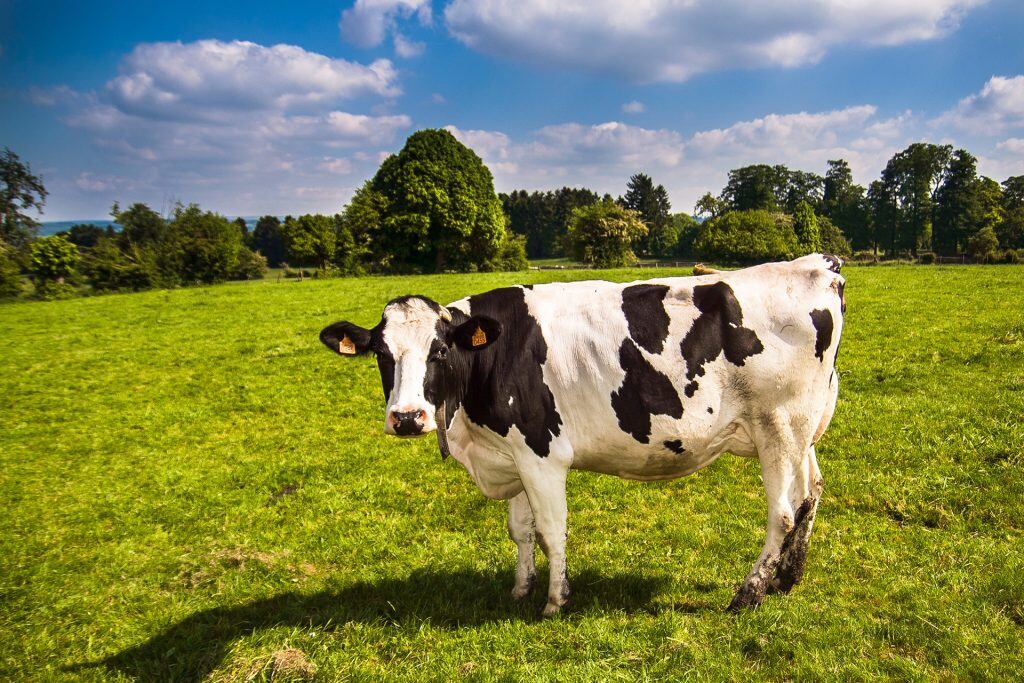 Swedish start-up tackling methane emissions in cattle attracts investors 