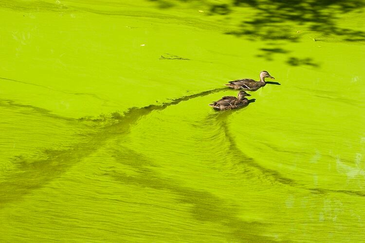 algal-bloom-HeikeKampe.jpg