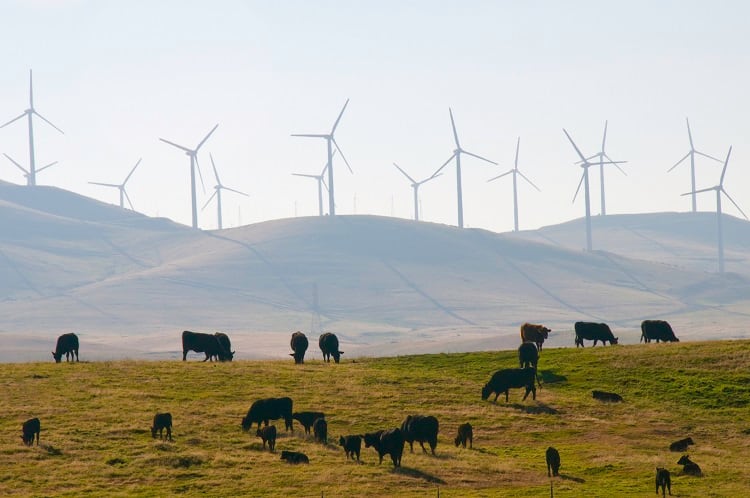 Unlocking cultivated meat sustainability with renewables: ‘As long as we have cows, they’ll emit GHG. The same is not true for energy’