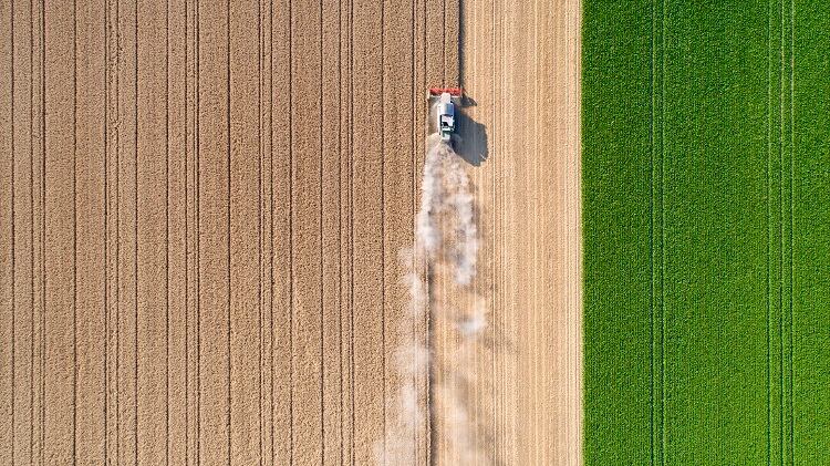 crops-ollo.jpg