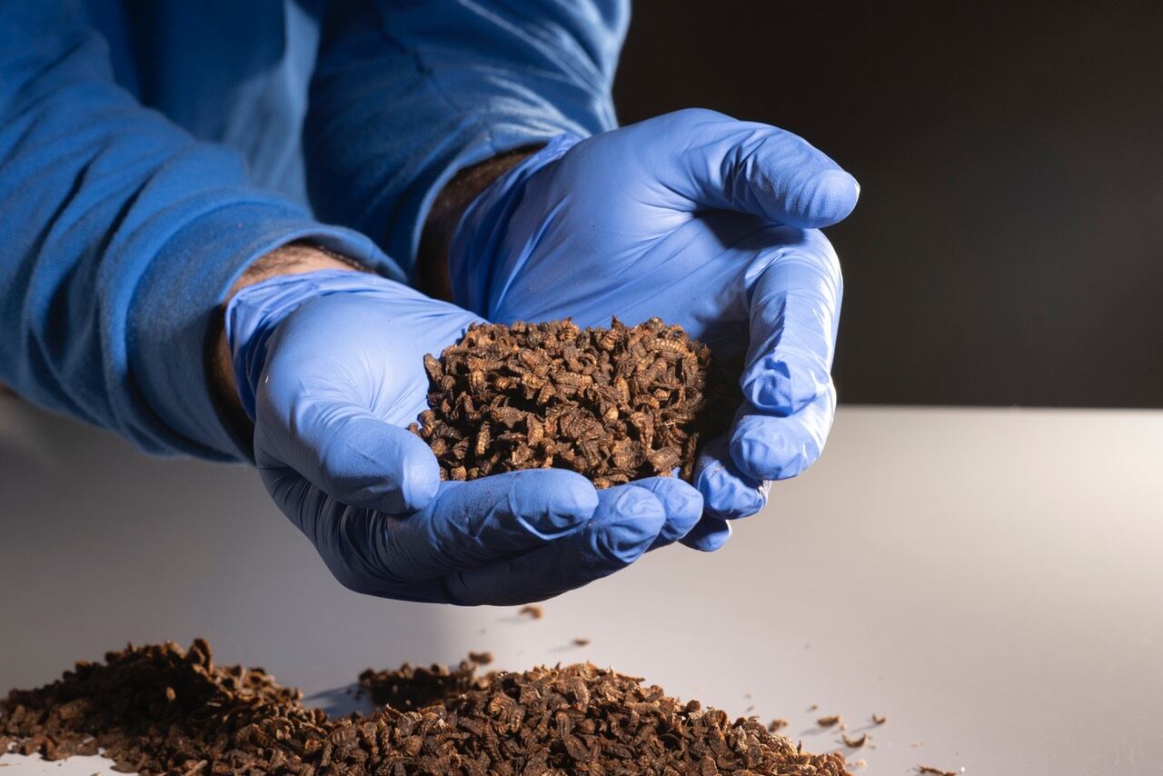 dried-larva-bioflytech.jpg