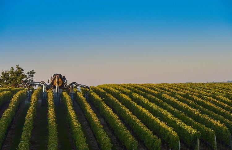 Winemaking with 25% less pesticides: AI predicts disease outbreaks for ‘greener’ grapes