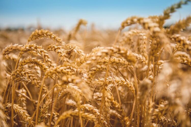 Future ready: Loryma’s sustainable wheat ingredients poised for post-corona consumer demands