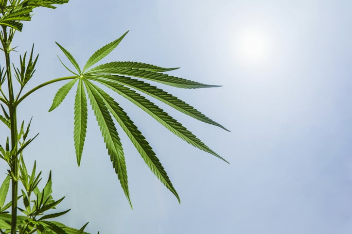 Provisions-of-Senate-bill-could-decimate-hemp-industry-industry-group-asserts.jpg