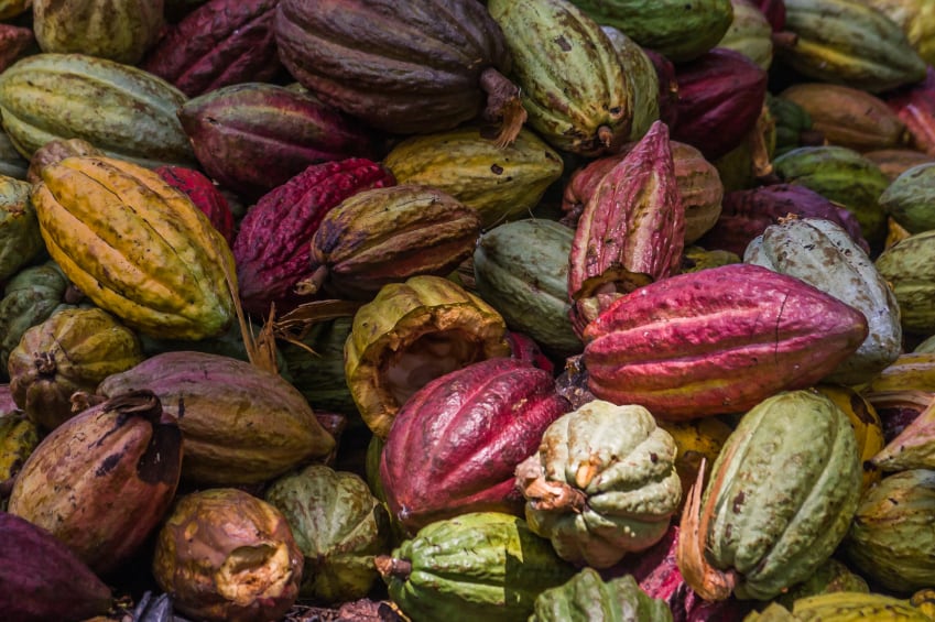 Four new cacao types just handed chocolate a lifeline