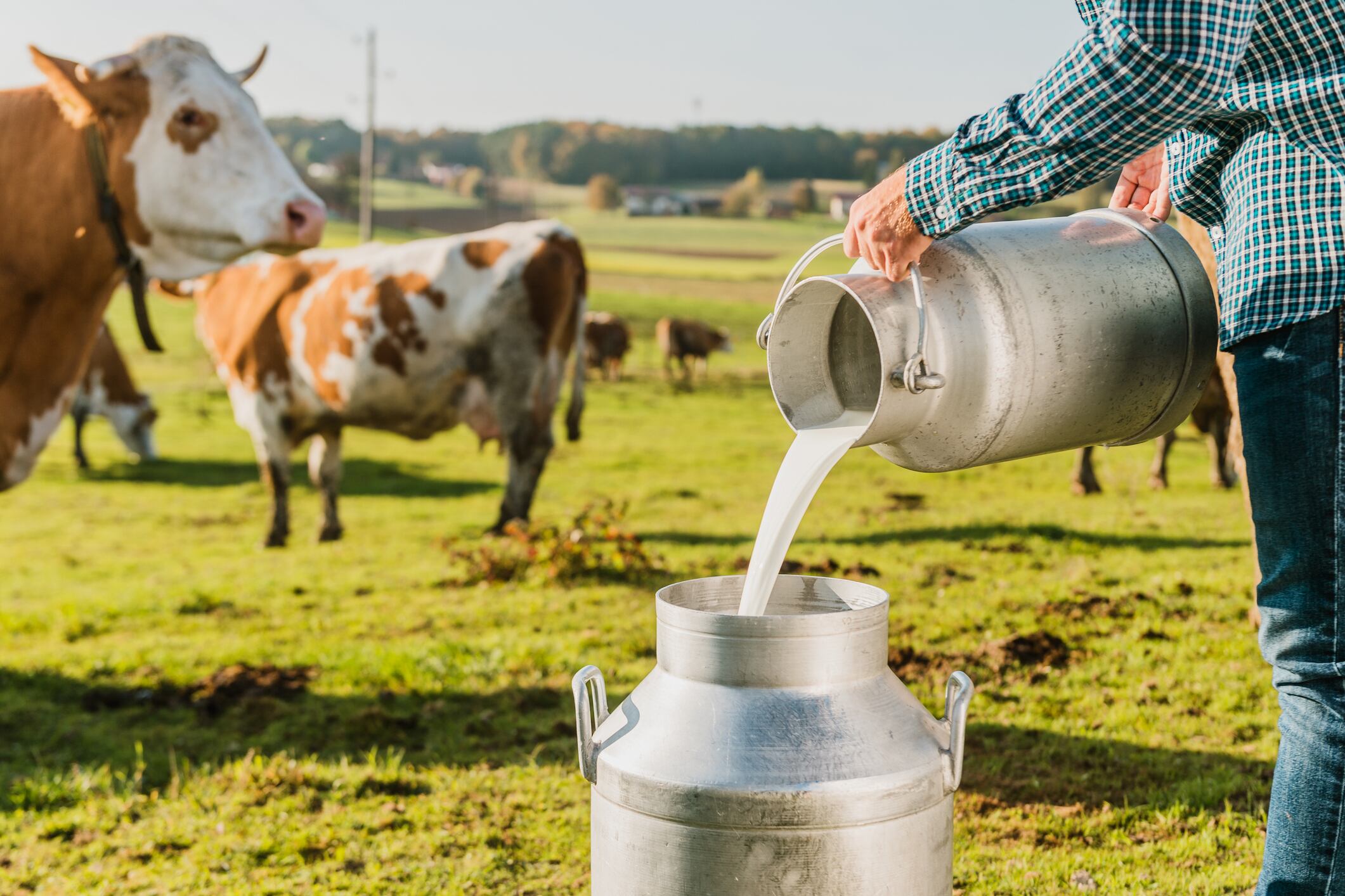 Milk farmer