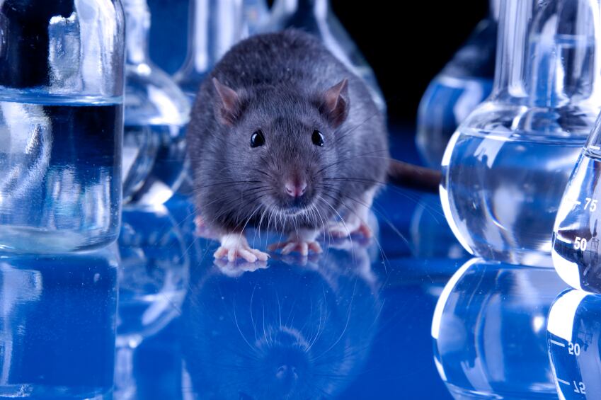 rat-animal-experiment-research-science-iStock.com-torcaciu.jpg
