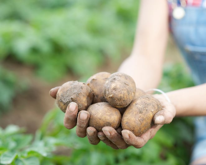 Precision breeding project aims to revolutionise the UK potato industry