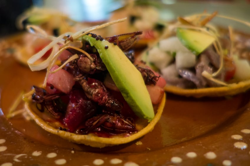 insect-food.jpg