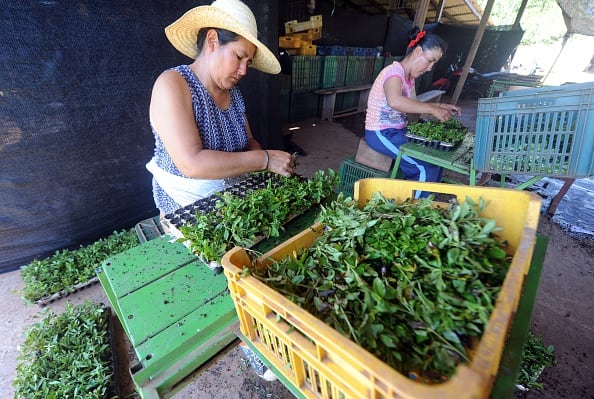 Paraguay cracks down on misleading stevia labels