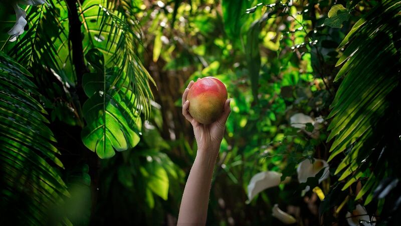 Dole Packaged Foods watches evolving supply chain dynamics to meet demand for accessible and affordable tropical fruits.