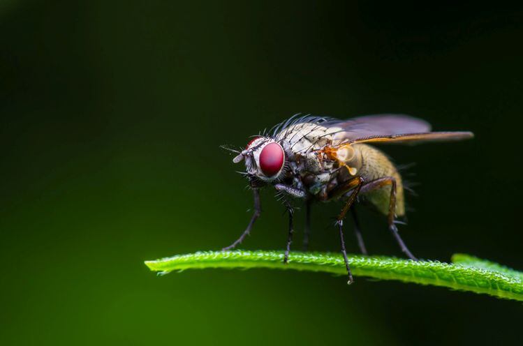 Could-fruit-flies-slash-the-cost-of-growth-media-for-cell-cultured-meat-Future-Fields-thinks-outside-the-box.jpg